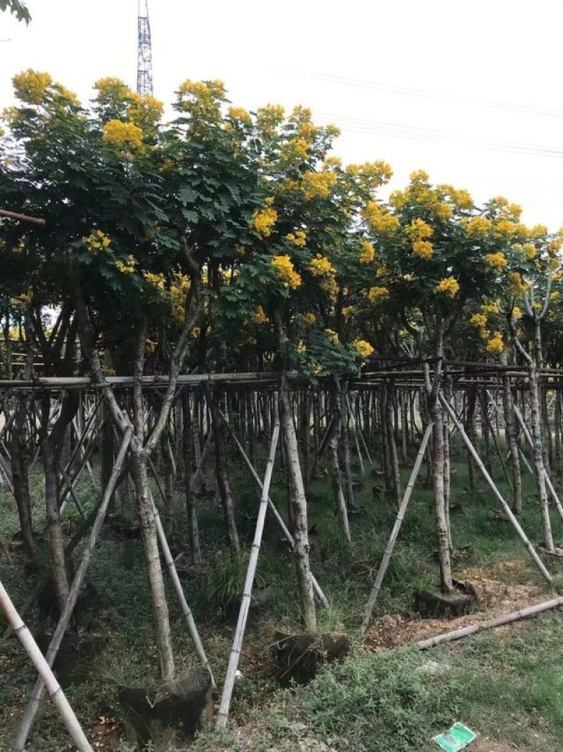 黄槐