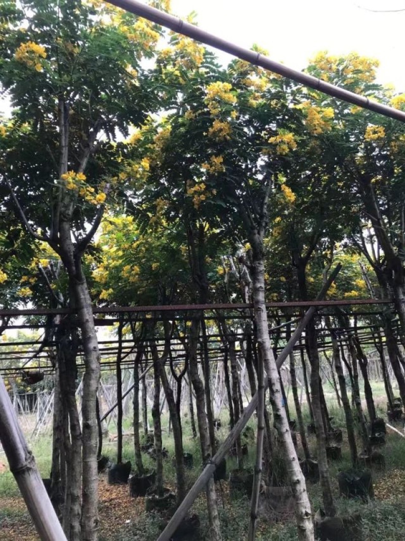 黄槐