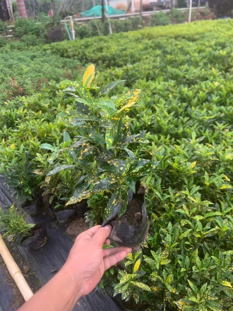 洒金珊瑚