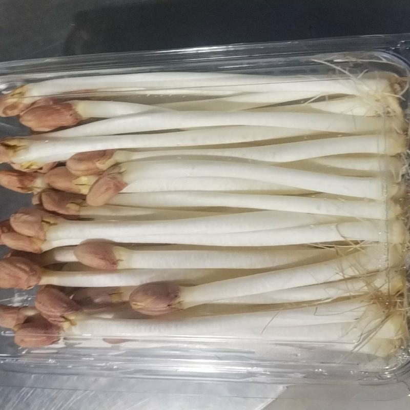 袋装/盒装精品花生芽按需包装对接各大商超市场社区团购