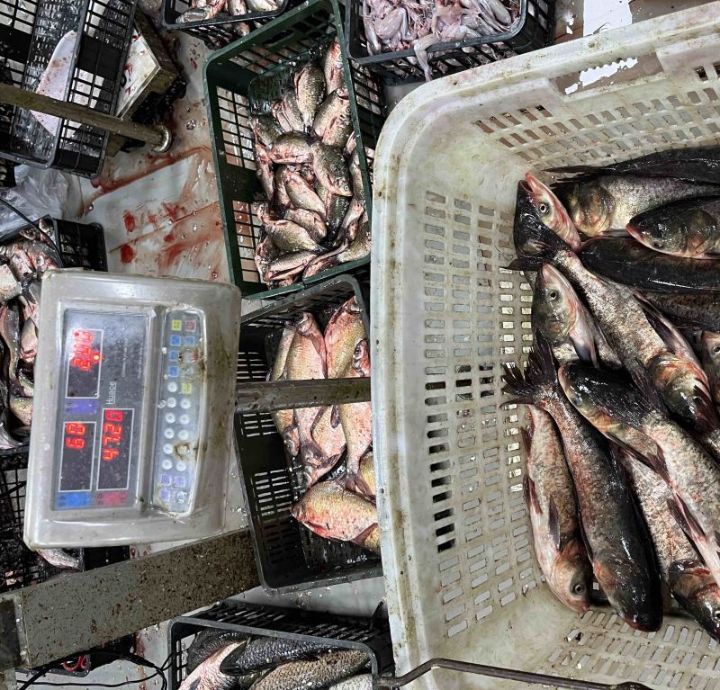 花鲢鱼头一斤，每日现杀电商团餐酒店专用产地直发