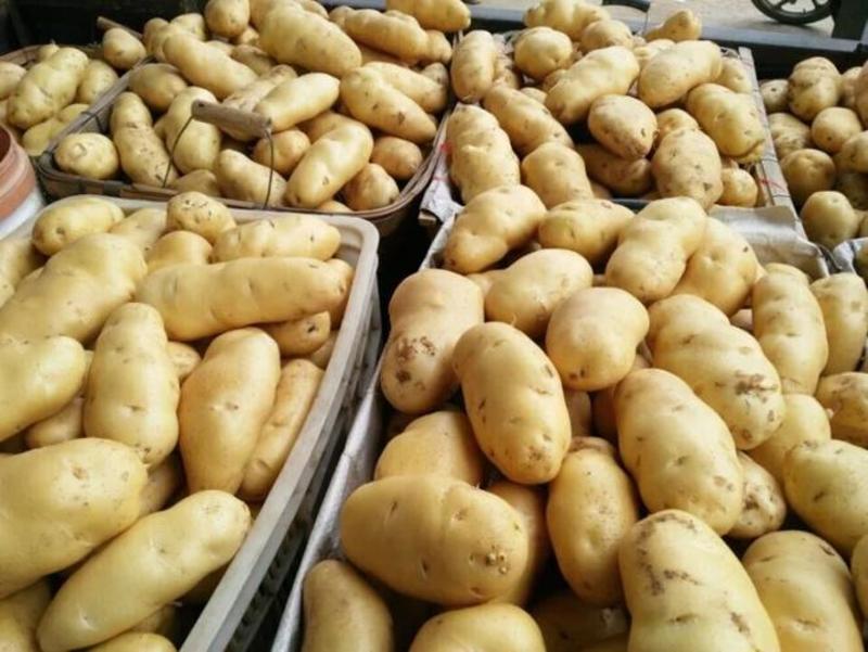 精选《黄心土豆》荷兰十五土豆黄皮黄心箱装网套常年批发