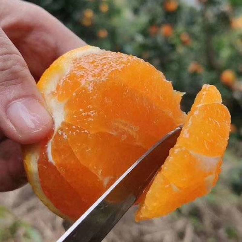 湖北秭归九月红脐橙化渣味甜九月红果冻橙果园看货现摘