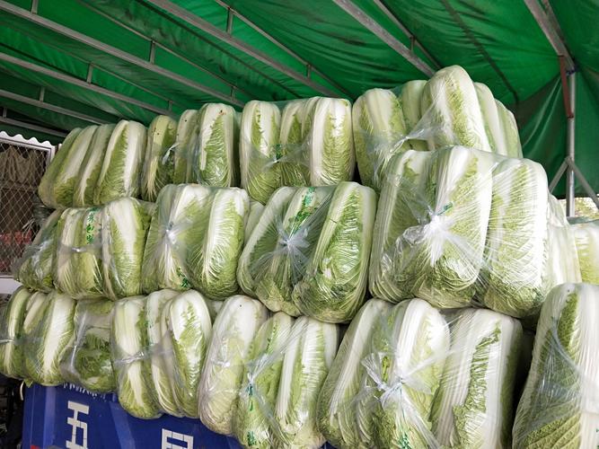 批发市场中晋菜三号大白菜正在装车,准备发往全国各地 晋菜三号大白菜在市场销售场景