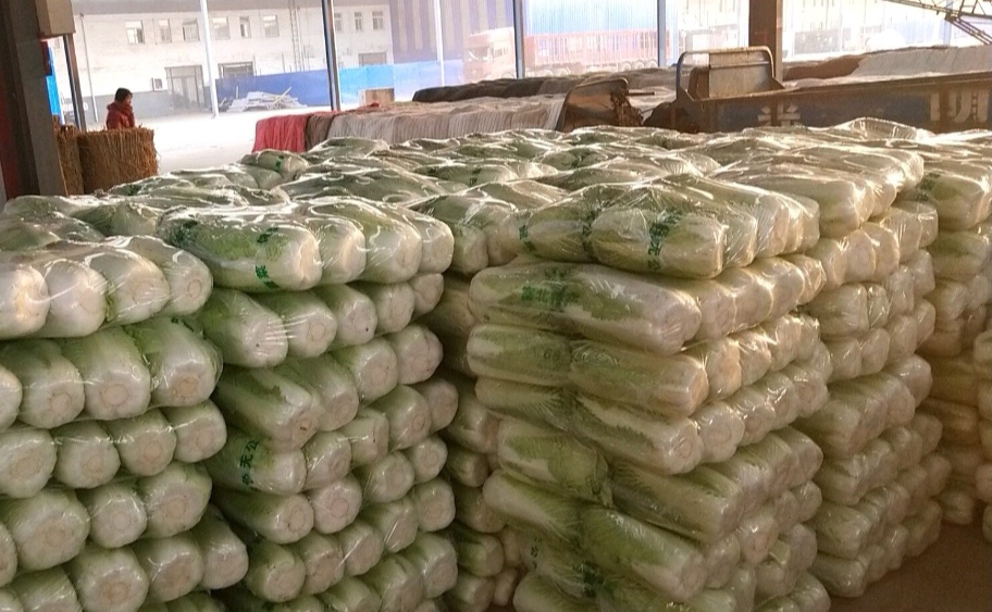京丰1号超市冷柜陈列特写：透明塑料托盘中整齐码放12颗标准圆球包菜，表皮鲜亮微泛蜡质光泽，部分切开展示乳白色脆嫩内叶与极短中心柱，背景为现代商超冷鲜区灯光