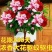 千里香盆栽香型驱蚊花卋室内外盆栽阳台耐寒植物
