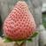 粉玉草莓种植基地“”直供团购超市档口预定拉货