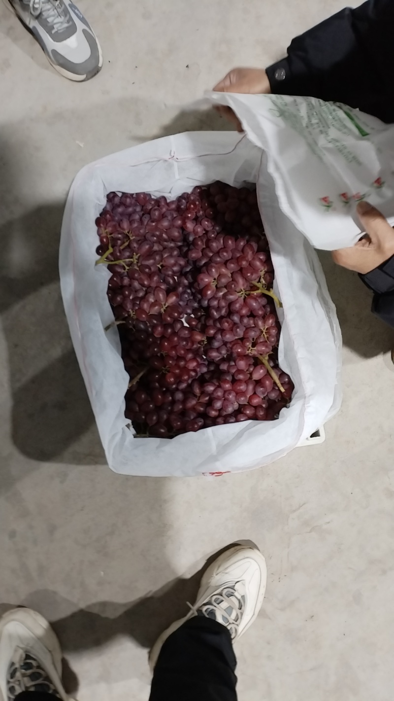 山西阳光玫瑰，克伦生葡萄，运城阳光玫瑰，大量有货，可视频