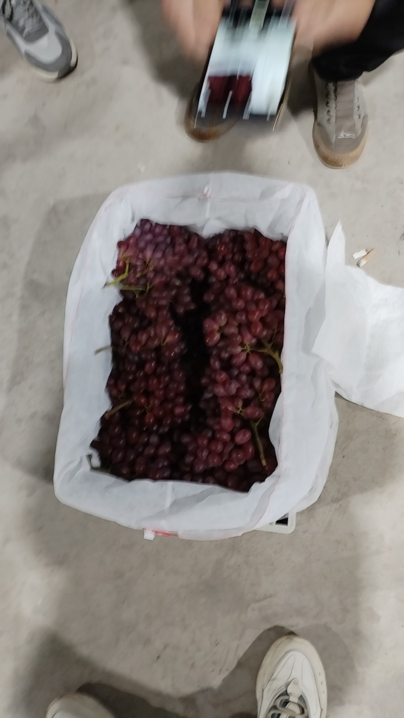 山西阳光玫瑰，克伦生葡萄，运城阳光玫瑰，大量有货，可视频