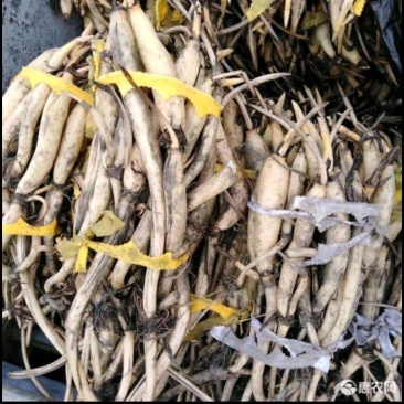 莲藕种苗