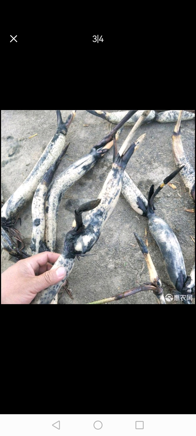 莲藕种苗