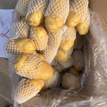 潍坊荷兰十五土豆价格，荷兰土豆产地批发，黄心土豆价格