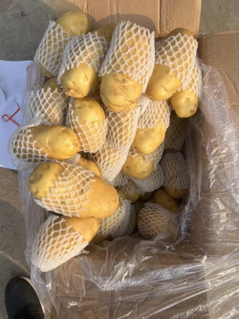 潍坊荷兰十五土豆价格，荷兰土豆产地批发，黄心土豆价格