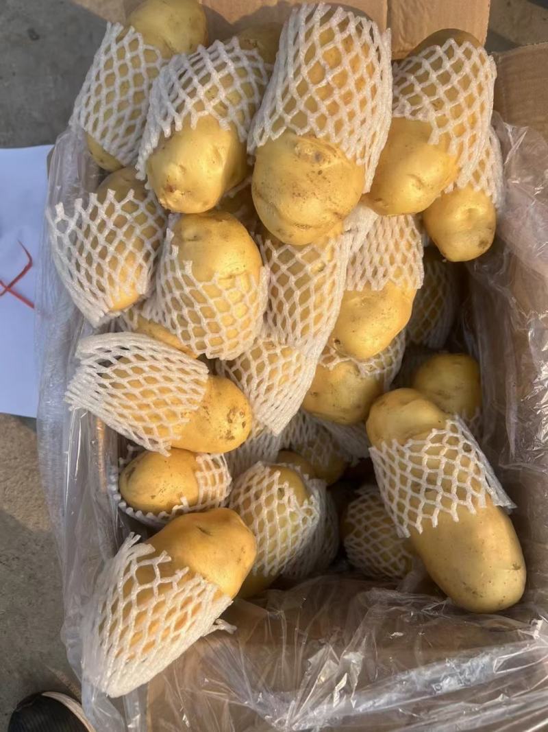 潍坊荷兰十五土豆价格，荷兰土豆产地批发，黄心土豆价格