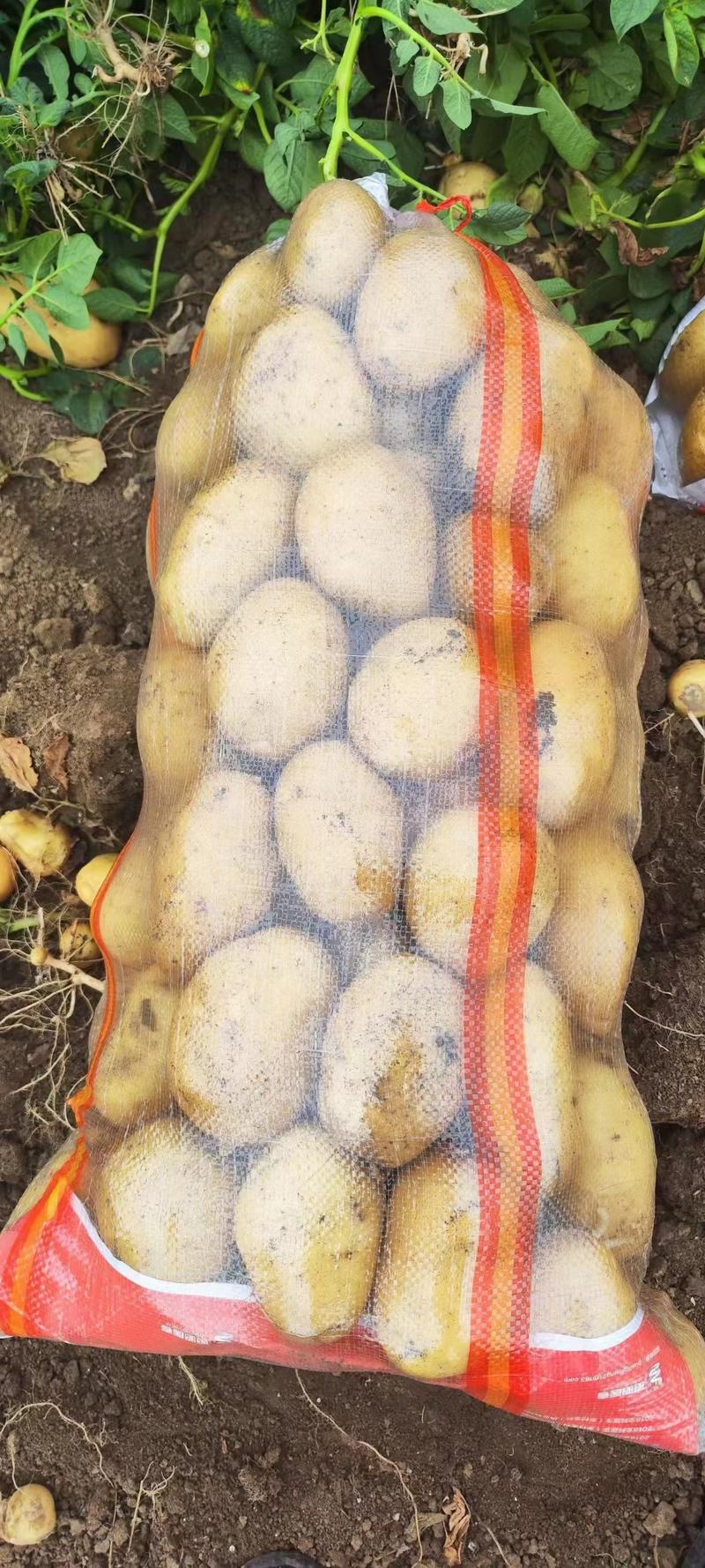 潍坊荷兰十五土豆价格，荷兰土豆产地批发，黄心土豆价格