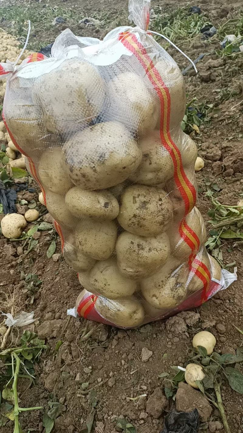 潍坊荷兰十五土豆价格，荷兰土豆产地批发，黄心土豆价格