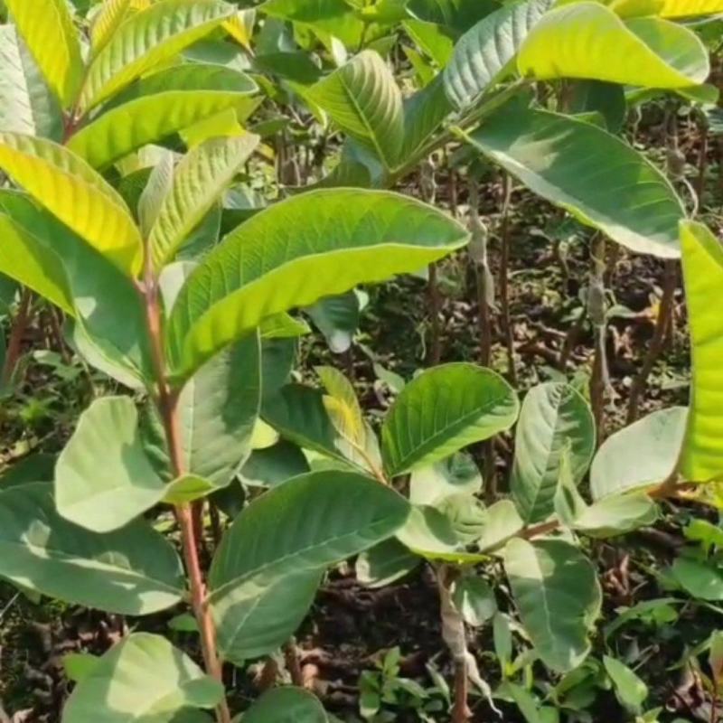 番石榴种苗石榴树苗花稔嫁接种苗台湾红宝石芭乐西瓜红珍珠白