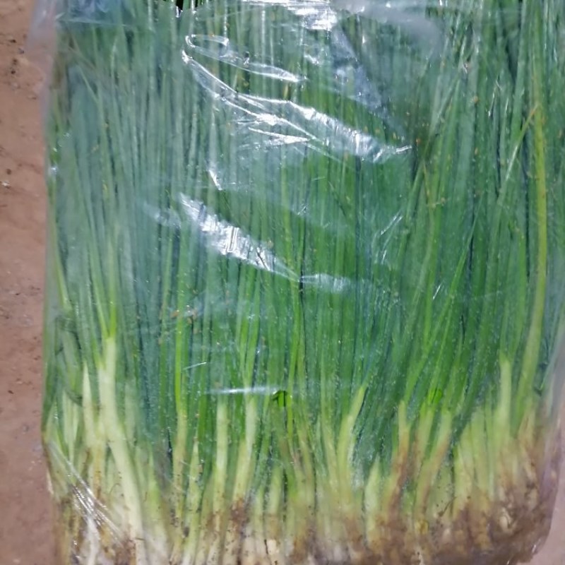 云南小香葱，