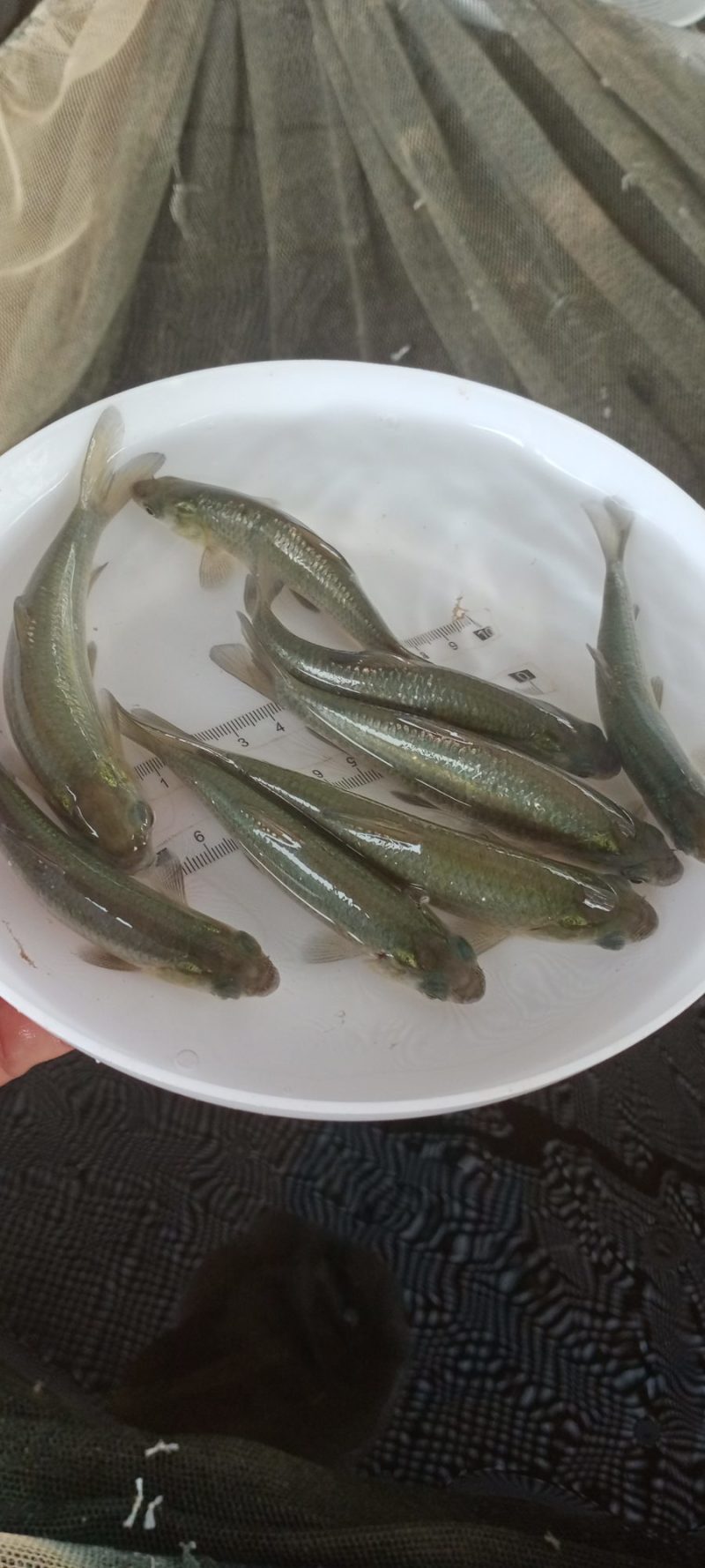 【青鱼苗】青鱼黑鲩鱼苗、螺蛳青鱼苗、乌青鱼、抗病力强