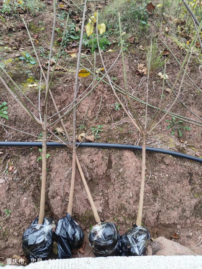 油桐苗杯苗千亩油桐树苗批发基地手续齐全欢迎采购