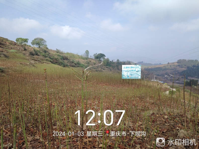油桐苗杯苗千亩油桐树苗批发基地手续齐全欢迎采购