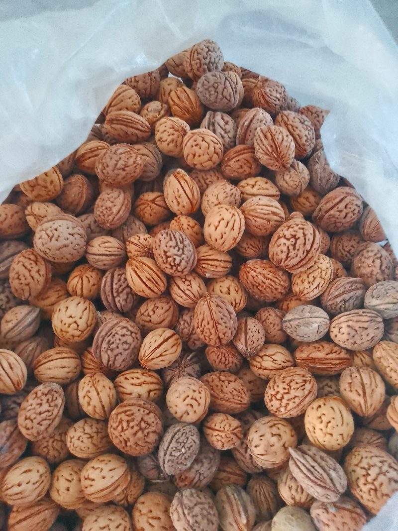 桃核