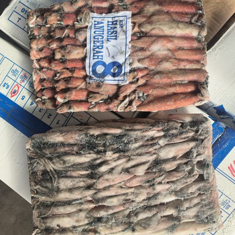 钓鱿6号东山小管印尼红管笔管鱼