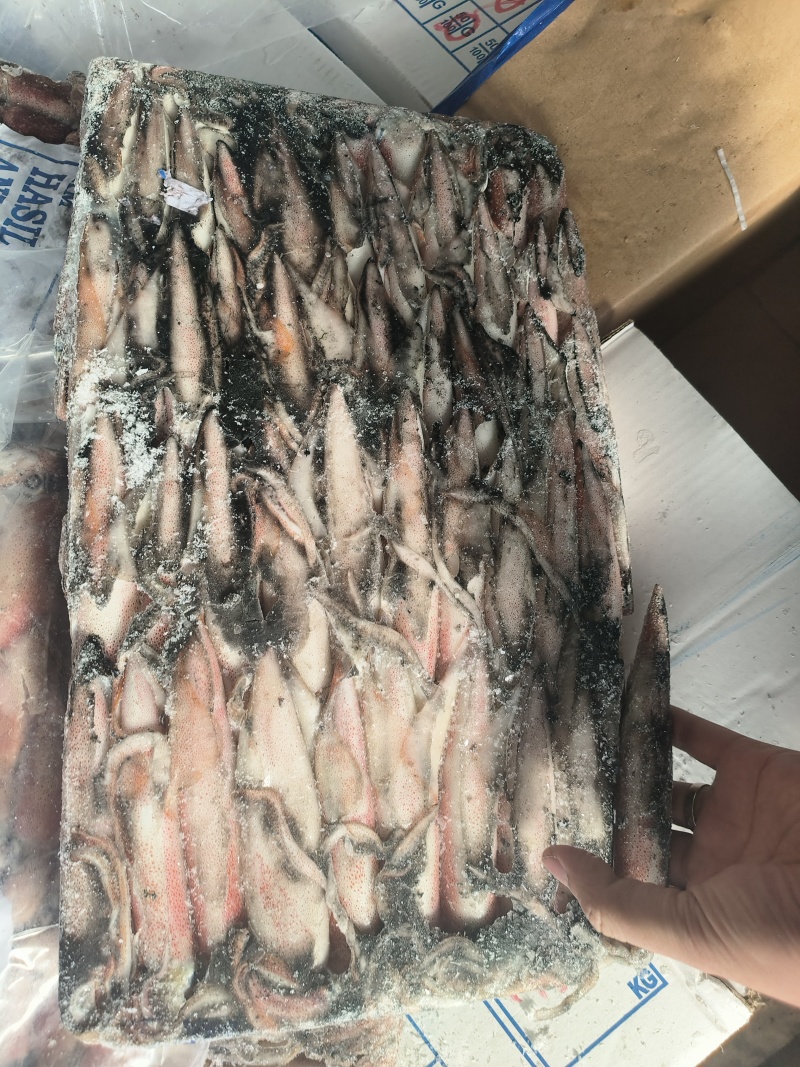 钓鱿6号东山小管印尼红管笔管鱼