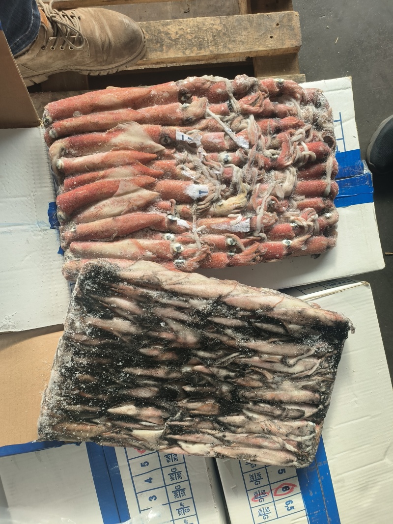 钓鱿6号东山小管印尼红管笔管鱼