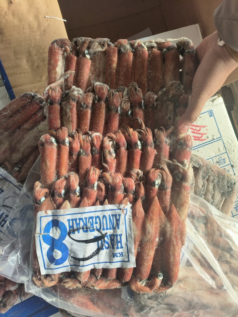 钓鱿6号东山小管印尼红管笔管鱼