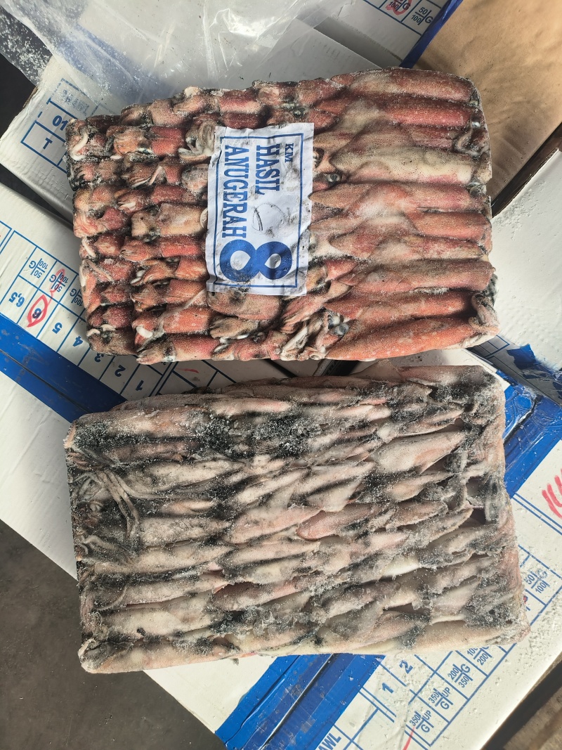 钓鱿6号东山小管印尼红管笔管鱼