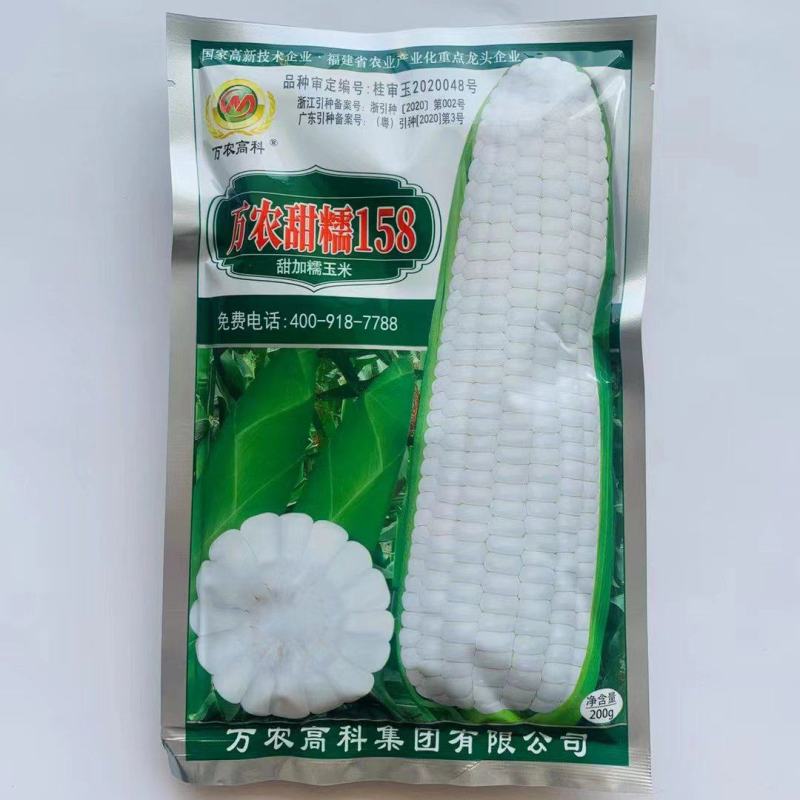 万农158早熟品种。甜糯型珍的早白糯玉米种子