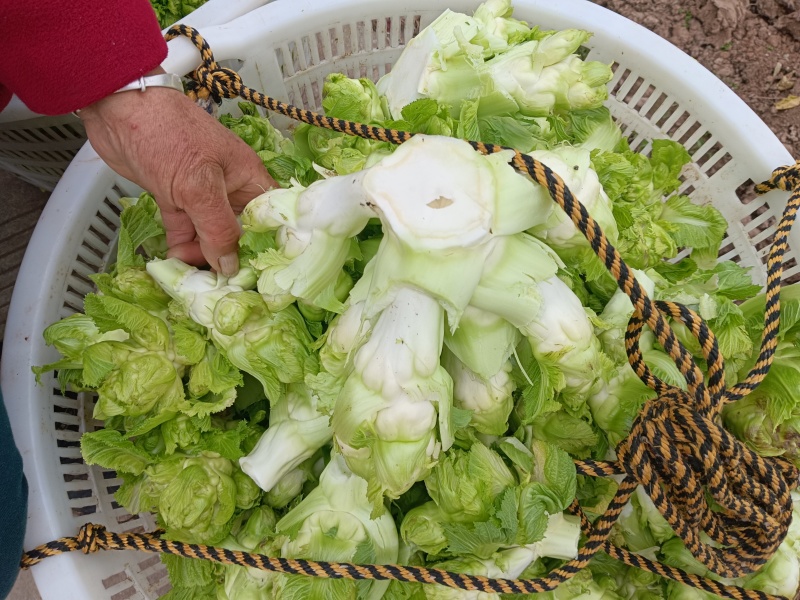 儿菜，做工精致，儿菜好