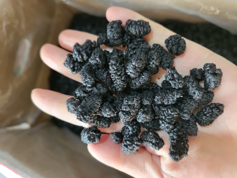 桑葚桑葚干桑葚子选货四川产地货源大货供应七彩百草中药材批