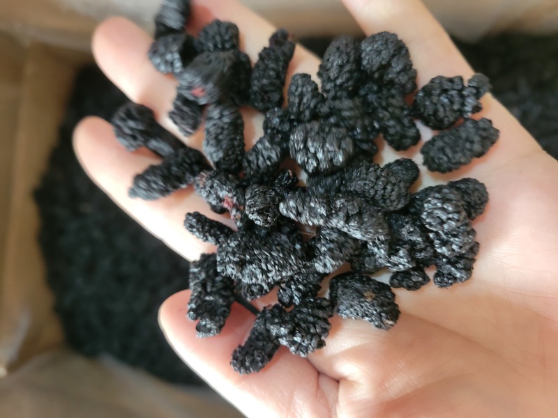 桑葚桑葚干桑葚子选货四川产地货源大货供应七彩百草中药材批