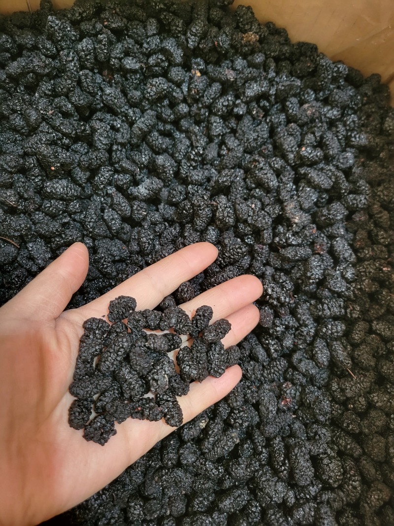 桑葚桑葚干桑葚子选货四川产地货源大货供应七彩百草中药材批