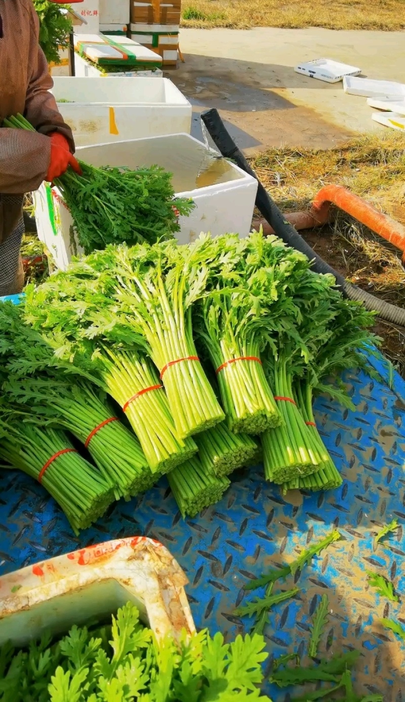 筒蒿越冬大量供应