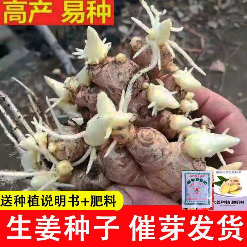 甄选陕西368脱毒姜种，农科院培育新一代高产姜种亩产过万