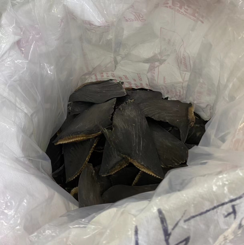 牙只翅鱼翅牙勾翅酒店专用鱼翅广州鱼翅批发商