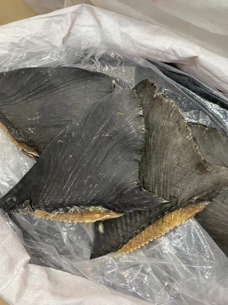 牙只翅鱼翅牙勾翅酒店专用鱼翅广州鱼翅批发商
