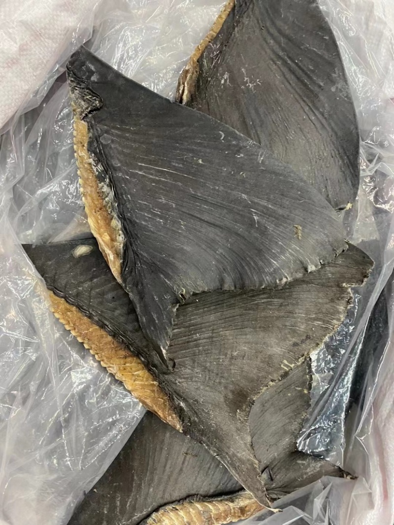 牙只翅鱼翅牙勾翅酒店专用鱼翅广州鱼翅批发商