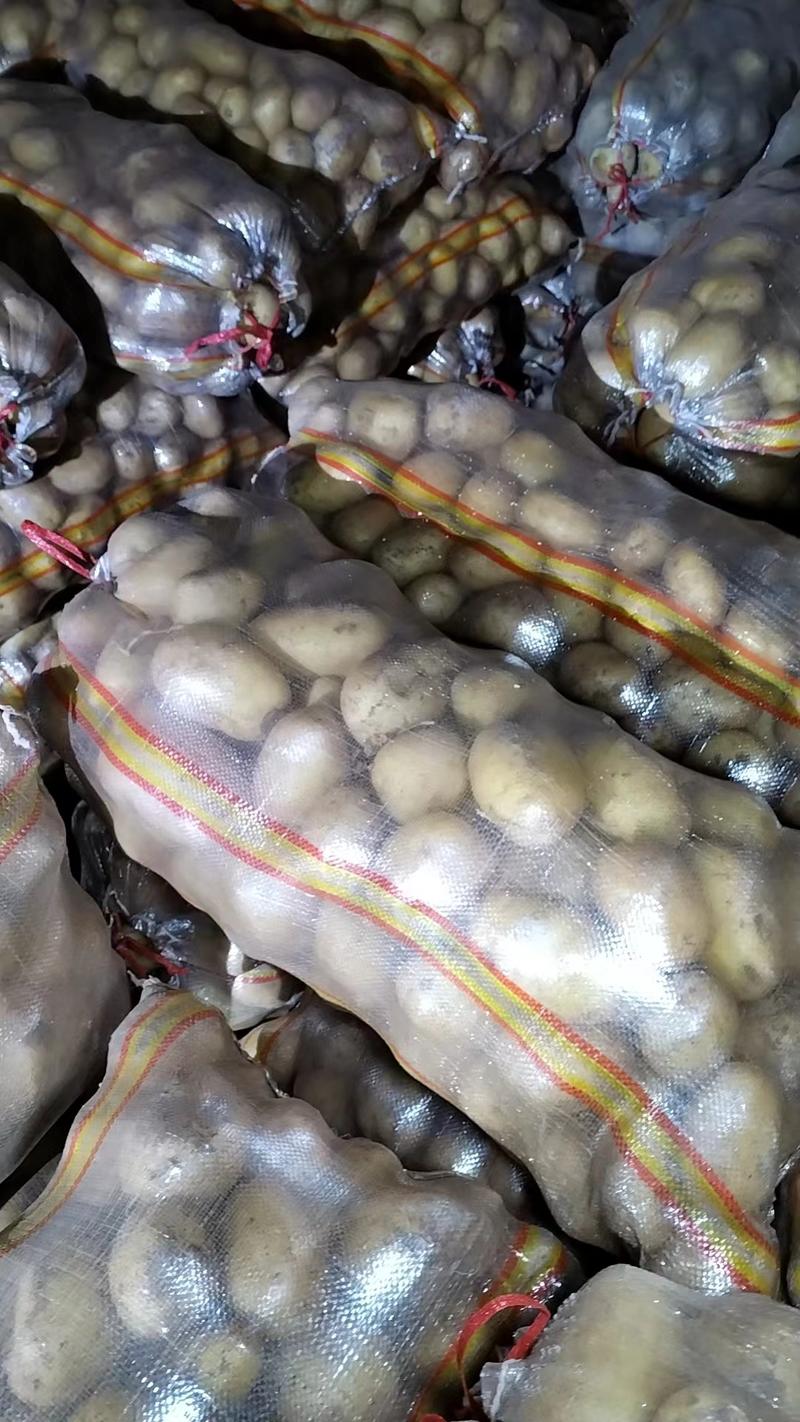 【V7土豆】大量上市货源充足内蒙古产地直供对接商超