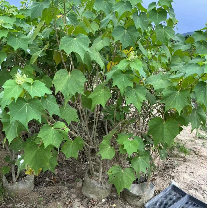 木芙蓉福建漳州基地直发木芙蓉