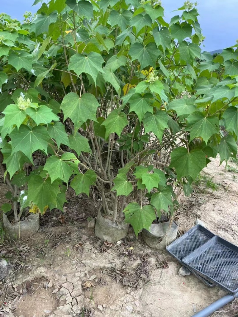 木芙蓉福建漳州基地直发木芙蓉