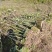 木芙蓉福建漳州基地直发木芙蓉