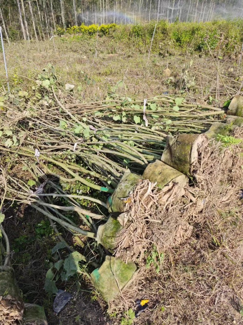 木芙蓉福建漳州基地直发木芙蓉