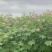 木芙蓉福建漳州基地直发木芙蓉