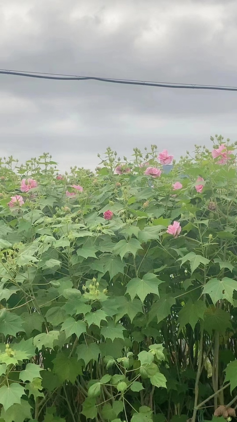 木芙蓉福建漳州基地直发木芙蓉