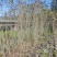 木芙蓉福建漳州基地直发木芙蓉