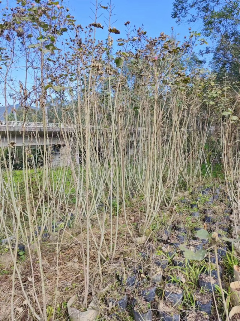 木芙蓉福建漳州基地直发木芙蓉